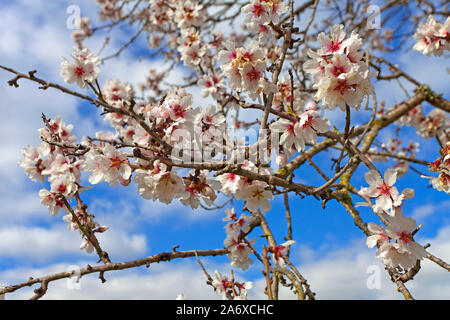 Mandelblüte (Prunus dulcis) in Alaro, Serra de Tramuntana, Mallorca, Balearen, Baleraric Insel, Spanien Stockfoto