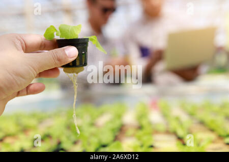 Hydroponics Farm, Arbeiter und Umwelt Daten von Kopfsalat organische hydroponic Gemüse sammeln im Gewächshaus farm Garten. Stockfoto