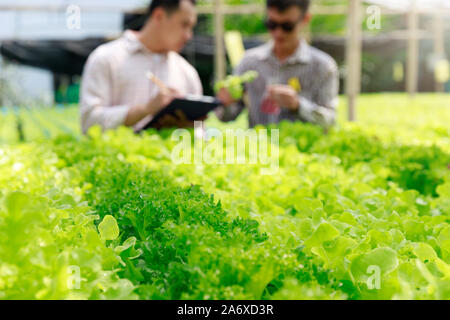 Hydroponics Farm, Arbeiter und Umwelt Daten von Kopfsalat organische hydroponic Gemüse sammeln im Gewächshaus farm Garten. Stockfoto