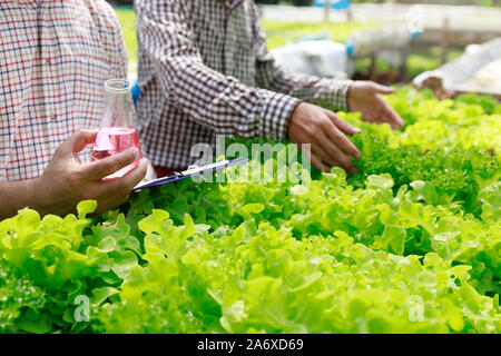 Hydroponics Farm, Arbeiter und Umwelt Daten von Kopfsalat organische hydroponic Gemüse sammeln im Gewächshaus farm Garten. Stockfoto