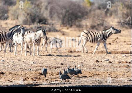 Vier behelmten Guineafowl - Numida meleagris - fouraging in der Nähe von einem Wasserloch im Etosha National Park, Namibia. Hier vor dem Hintergrund der Burchell Plains Zebras gesehen. Stockfoto