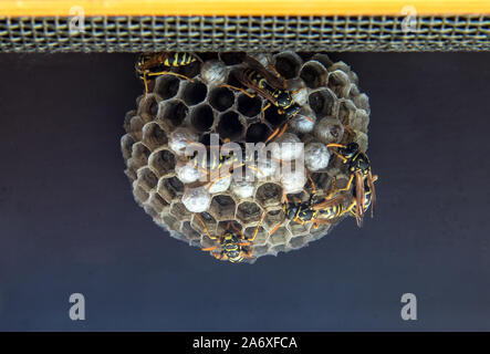 Wespen am Bau und Wartung von Wasp Nest. Wasp Nest mit Zellen unter Fenster Dach. Stockfoto