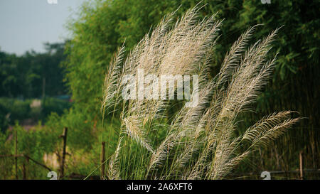 Bengali: Kashful. Common Name: Wild Zuckerrohr. Botanischer Name: Saccharum spontaneum. Kashful wird in der Regel neben der Riverside von Bangladesch gefunden. Stockfoto