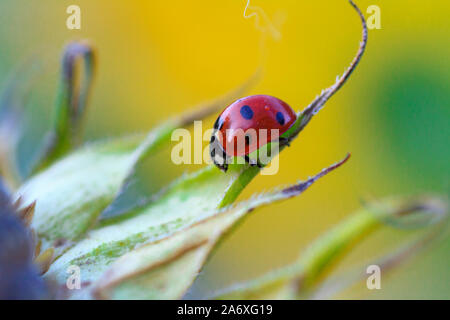 Makro der Marienkäfer auf einem Blatt des Sonnenblume n am Morgen die Sonne Stockfoto