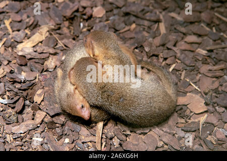 Gruppe von Baby der Gemeinsamen dwarf Mongoose (Helogale parvula) auf einem Haufen. Stockfoto