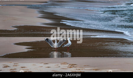 Silberne Möwen, Chroicocephalus novaehollandiae, auf narrawallee Strand, New South Wales, Australien Stockfoto