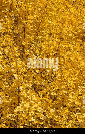 Ginkgo Biloba Blätter zu leuchtend Gelb im Herbst in Japan Stockfoto