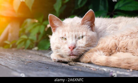 Porträt eines traurigen streunende Katze Stockfoto