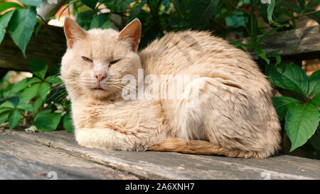 Traurig und müde Katze im Urlaub Stockfoto