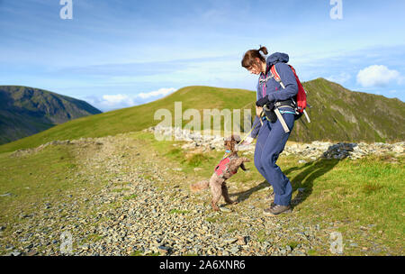 Ein Hund steht auf den Hinterbeinen Kekse von Einem Wanderer Hand während heraus auf einem Spaziergang zu Hopegill Kopf im Lake District, England, UK. Stockfoto