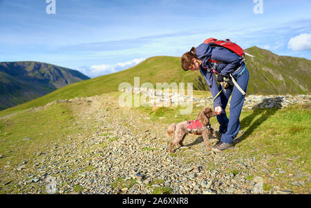 Ein Hund Kekse aus dem Besitzer der Hand wenn Sie heraus auf einem Spaziergang zu Hopegill Kopf im Lake District, England, UK. Stockfoto