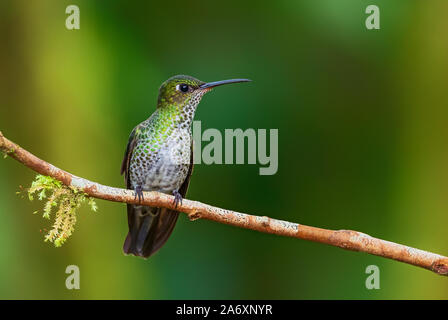 Viele entdeckten Kolibri - Leucippus hypostictus, Grün gefleckte Hummingbird von Andinen Pisten von Südamerika, wilde Sumaco, Ecuador. Stockfoto