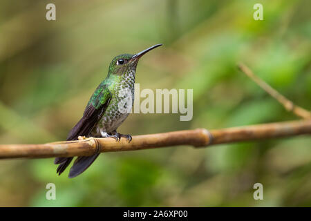 Viele entdeckten Kolibri - Leucippus hypostictus, Grün gefleckte Hummingbird von Andinen Pisten von Südamerika, wilde Sumaco, Ecuador. Stockfoto