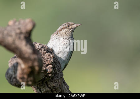 Eine seltsame Specht, der Eurasischen Wendehals (Jynx torquilla) Stockfoto
