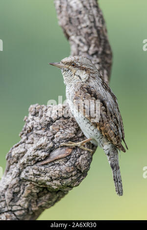 Eine seltsame Specht, der Eurasischen Wendehals (Jynx torquilla) Stockfoto