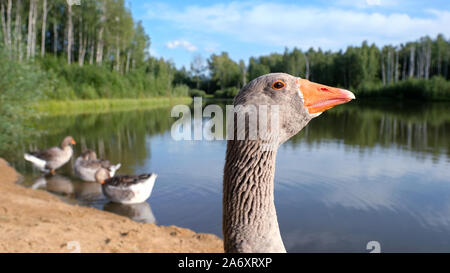 Gänse am Wasser ausruhen Stockfoto