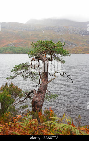 Einen Blick auf eine alte Kiefern, Pinus sylvestris, an einem nebligen Herbsttag mit Blick auf Loch Maree, Wester Ross, Schottland, Großbritannien, Europa. Stockfoto