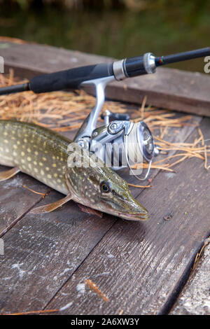 Süßwasser Hecht Fische kennen als Esox lucius und Angelrute mit Haspel liegt auf Vintage Holz- Hintergrund mit gelben Blätter im Herbst. Fisch Stockfoto