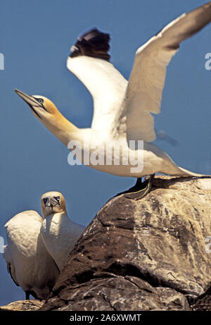 Gannett bin orus Bassanus "Vögel am Bass Rock. Schottland Stockfoto