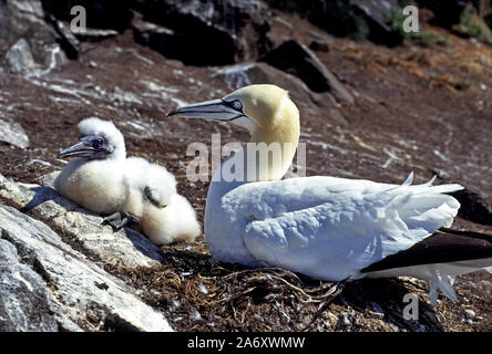 Gannett bin Orus bassanus' Erwachsener mit gut gewachsen Küken. Bass Rock Schottland Stockfoto