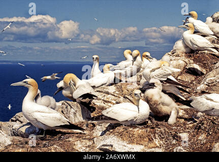 Gannett bin orus Bassanus "Vögel am Bass Rock. Schottland Stockfoto