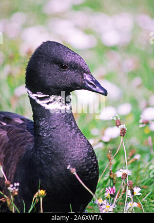 Pacific Ringelgans oder Schwarzen Brent Branta bernicla Orientalis''. Erwachsenen. Wildfowl & Wetlands Trust. Washington. Tyne and Wear. England. Stockfoto