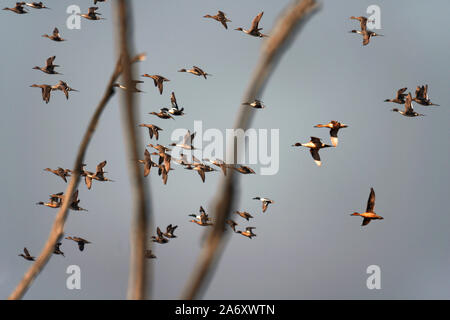 Pintail "Anas acuta" Gruppe im Flug mit Teal & shoveler. Wildvogel und Feuchtgebiete Vertrauen. Slimbridge. Glous. England. Stockfoto