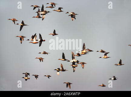 Pintail "Anas acuta" Gruppe im Flug mit Teal & shoveler. Wildvogel und Feuchtgebiete Vertrauen. Slimbridge. Glous. England. Stockfoto