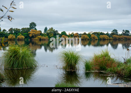 Ruhigen See finden mit Spiegelungen der Bäume und Gräser im Wasser wachsenden Stockfoto
