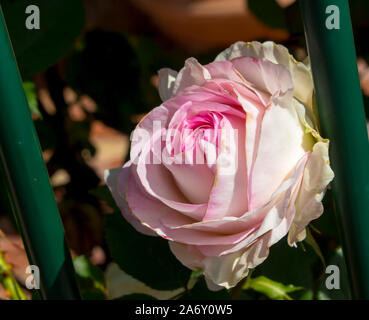 Schöne pale pink white Erbe rosa Spezies mit duftenden Blumen blühen im Frühjahr und Sommer Insekt bestäubt mit über 100 Arten. Stockfoto