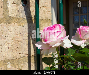 Schöne pale pink white Erbe rosa Spezies mit duftenden Blumen blühen im Frühjahr und Sommer Insekt bestäubt mit über 100 Arten. Stockfoto