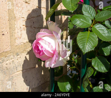 Schöne pale pink white Erbe rosa Spezies mit duftenden Blumen blühen im Frühjahr und Sommer Insekt bestäubt mit über 100 Arten. Stockfoto