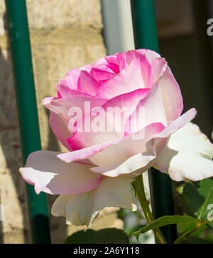 Schöne pale pink white Erbe rosa Spezies mit duftenden Blumen blühen im Frühjahr und Sommer Insekt bestäubt mit über 100 Arten. Stockfoto