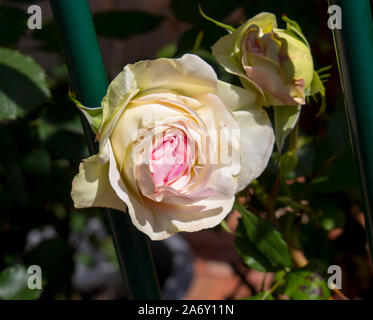 Schöne pale pink white Erbe rosa Spezies mit duftenden Blumen blühen im Frühjahr und Sommer Insekt bestäubt mit über 100 Arten. Stockfoto