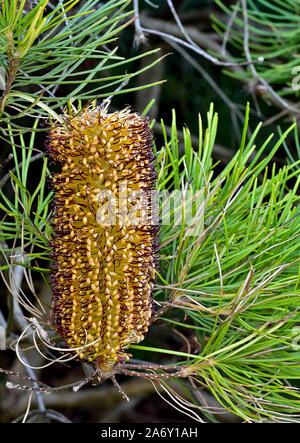 Banksia Flower, Proteaceae, Morton National Park, New South Wales, Australien Stockfoto