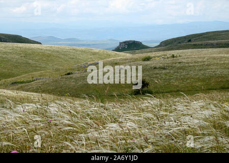 Italien, Apulien, stipa Felder über die murge Plateau Stockfoto