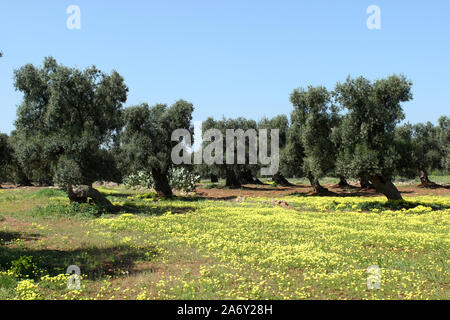 Italien, Apulien, jahrhundertealten Olivenbaum Stockfoto