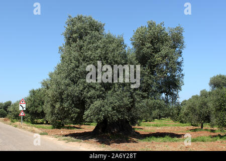 Italien, Apulien, jahrhundertealten Olivenbaum Stockfoto