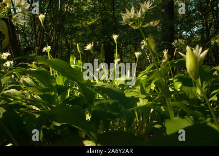 Bärlauch Blumen im Wald Stockfoto