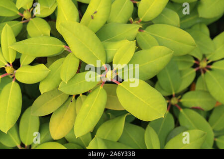 Die rhododendren sind eine Gattung der Familie Ericaceae Stockfoto
