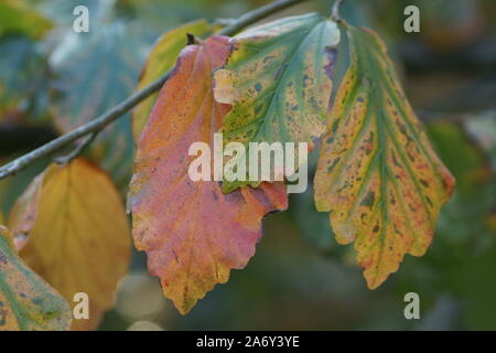 Ändern der Farben Parrotia persica im Herbst Stockfoto