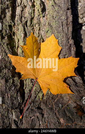 Gelbe maple leaf auf Baumstamm, Herbst Konzept Stockfoto