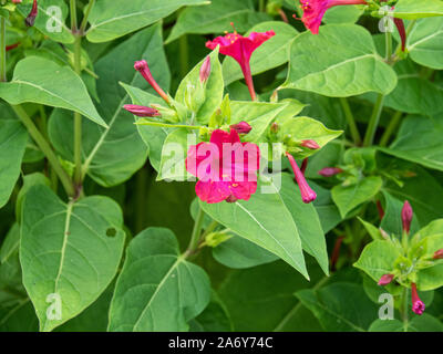 Eine Nahaufnahme von einer einzigen Blume Gruppe von Mirabilis jalapa Stockfoto