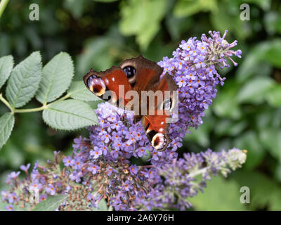 Eine Nahaufnahme eines Tagpfauenauges Flügel öffnen Fütterung auf einen sommerflieder Blume Stockfoto