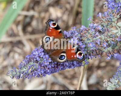 Eine Nahaufnahme eines Tagpfauenauges Flügel öffnen Fütterung auf einen sommerflieder Blume Stockfoto