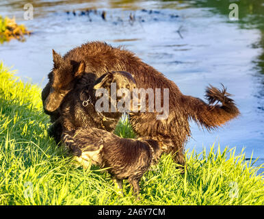 Zwei schwarze Schäferhunde spielen auf River Bank Stockfoto