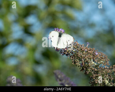 Ein kleiner weißer Schmetterling Fütterung auf einen sommerflieder Spike Stockfoto