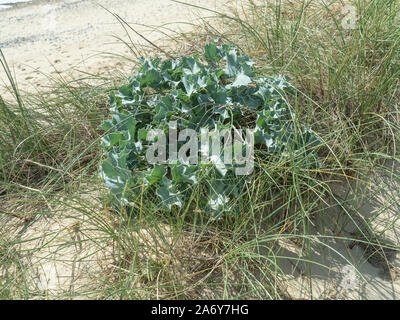 Ein Single Sea Holly (Eryngium maritimum) Pflanze wächst auf einer Sanddüne Stockfoto