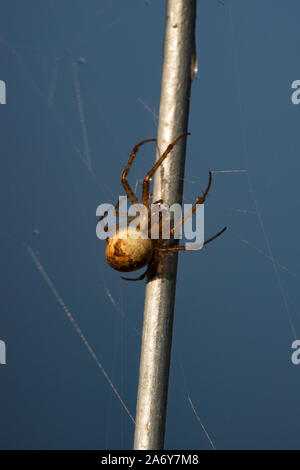 Gemeinsame Orb Weaver Spider (aka Orb Stretch Spinne, Herbst Spinne, weniger Gartenkreuzspinne (Metellina segmentata) Stockfoto