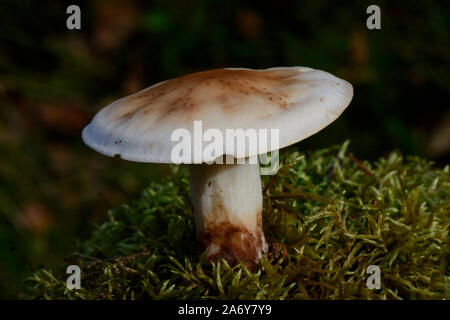 Gift pie Pilze (Hebeloma crustuliniforme) Stockfoto